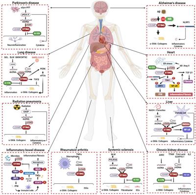 The effect of the cyclic GMP-AMP synthase-stimulator of interferon genes signaling pathway on organ inflammatory injury and fibrosis